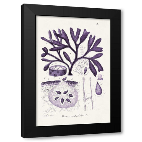Seaweed Illustration VIII Black Modern Wood Framed Art Print with Double Matting by Unknown