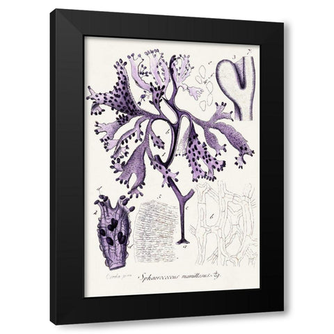 Seaweed Illustration IX Black Modern Wood Framed Art Print by Unknown