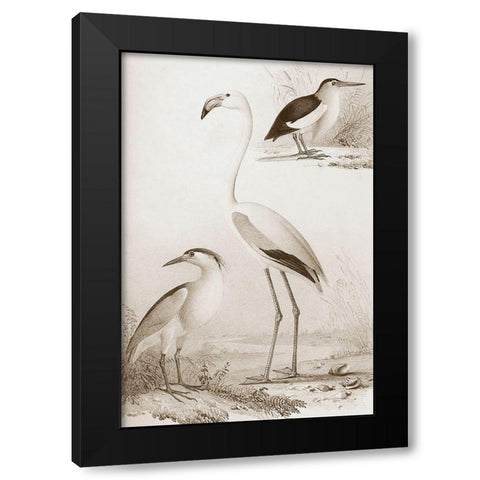 Sepia Water Birds I Black Modern Wood Framed Art Print with Double Matting by Unknown