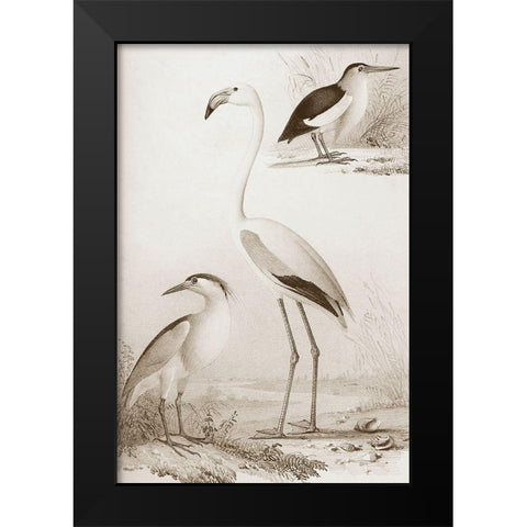 Sepia Water Birds I Black Modern Wood Framed Art Print by Unknown