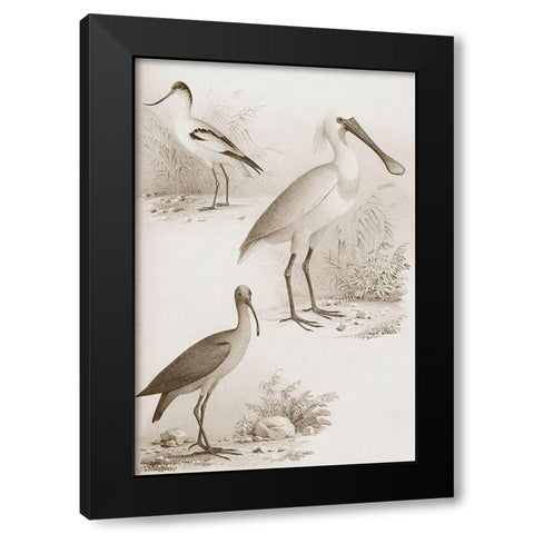 Sepia Water Birds II Black Modern Wood Framed Art Print with Double Matting by Unknown