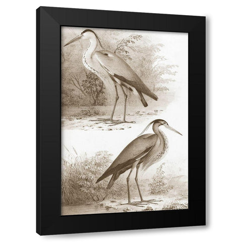 Sepia Water Birds III Black Modern Wood Framed Art Print with Double Matting by Unknown