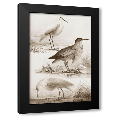 Sepia Water Birds IV Black Modern Wood Framed Art Print with Double Matting by Unknown