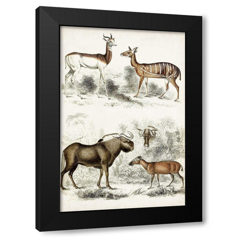 Journal of Natural History VI Black Modern Wood Framed Art Print with Double Matting by Cuvier, Georges