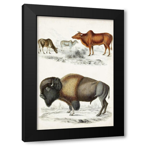 Journal of Natural History VII Black Modern Wood Framed Art Print by Cuvier, Georges