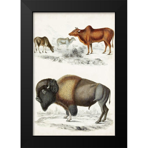 Journal of Natural History VII Black Modern Wood Framed Art Print by Cuvier, Georges