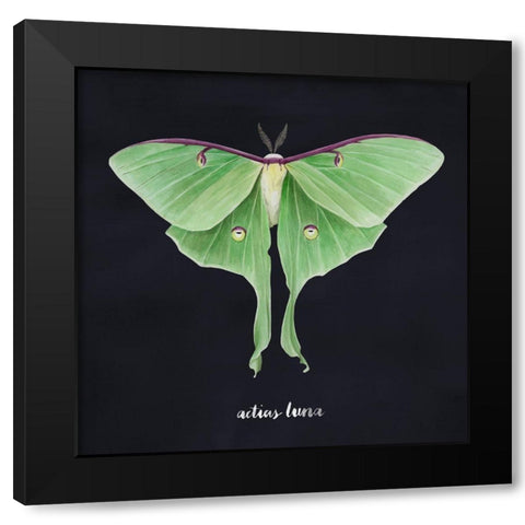 Luna Moth II Black Modern Wood Framed Art Print with Double Matting by Popp, Grace