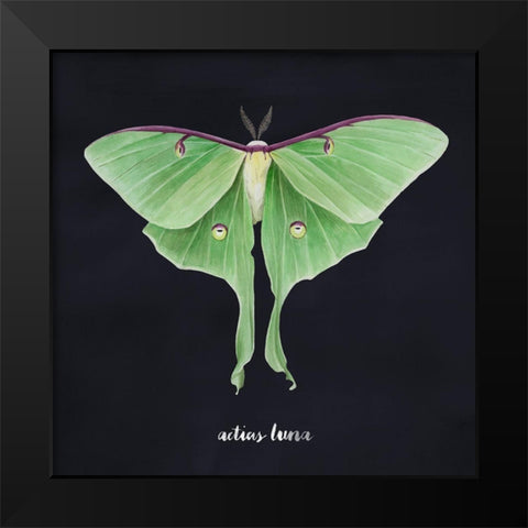 Luna Moth II Black Modern Wood Framed Art Print by Popp, Grace