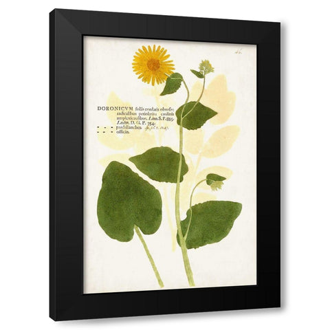 Nature Printed Botanicals I Black Modern Wood Framed Art Print with Double Matting by Unknown