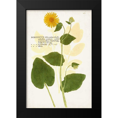 Nature Printed Botanicals I Black Modern Wood Framed Art Print by Unknown