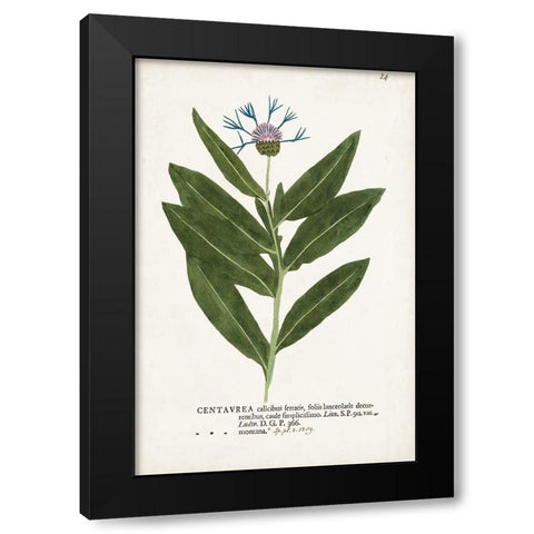 Nature Printed Botanicals II Black Modern Wood Framed Art Print by Unknown