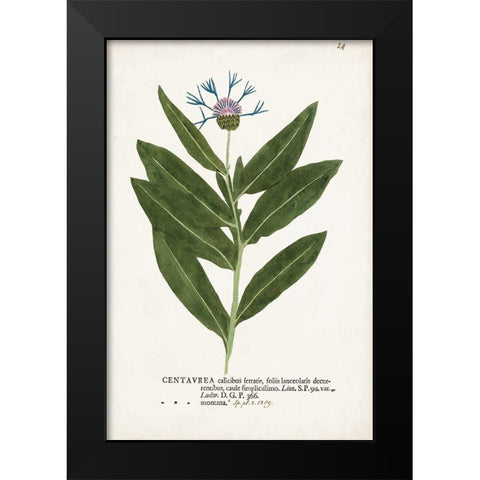 Nature Printed Botanicals II Black Modern Wood Framed Art Print by Unknown