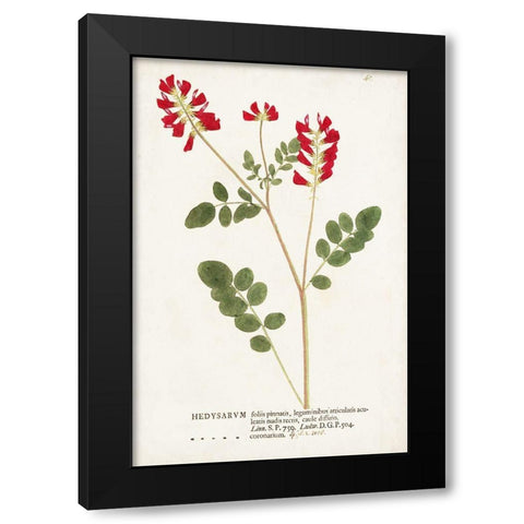 Nature Printed Botanicals III Black Modern Wood Framed Art Print by Unknown