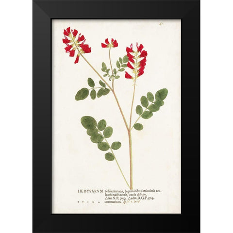Nature Printed Botanicals III Black Modern Wood Framed Art Print by Unknown