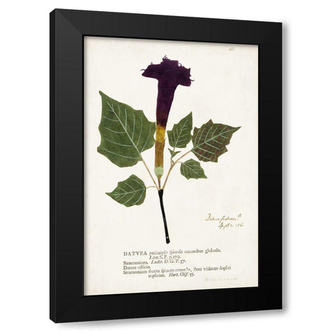 Nature Printed Botanicals IV Black Modern Wood Framed Art Print by Unknown