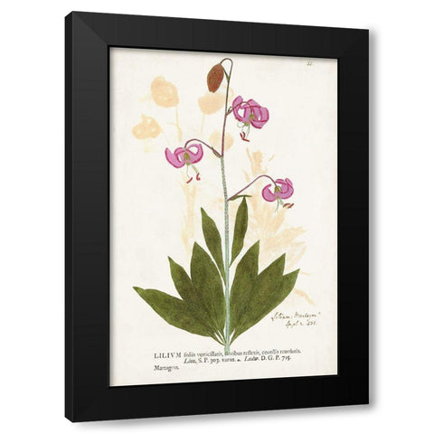 Nature Printed Botanicals V Black Modern Wood Framed Art Print by Unknown