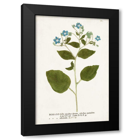 Nature Printed Botanicals VI Black Modern Wood Framed Art Print by Unknown