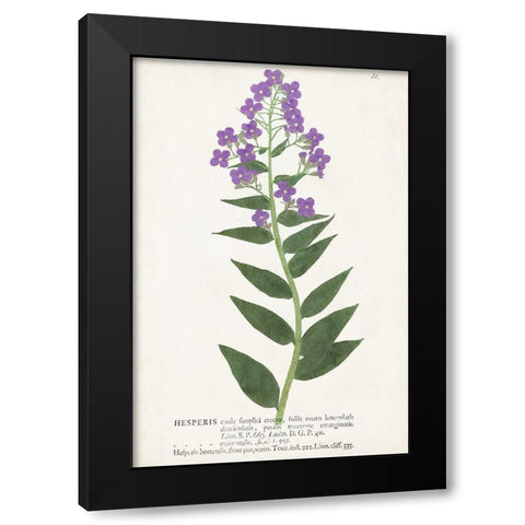 Nature Printed Botanicals VII Black Modern Wood Framed Art Print by Unknown
