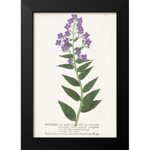 Nature Printed Botanicals VII Black Modern Wood Framed Art Print by Unknown