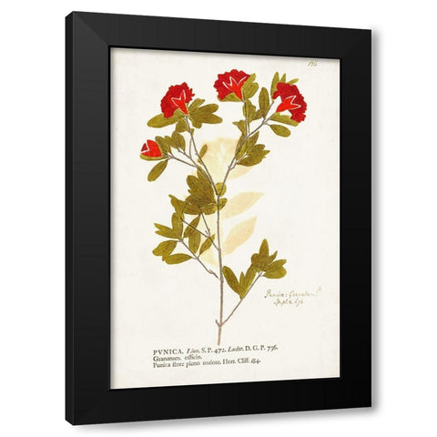 Nature Printed Botanicals VIII Black Modern Wood Framed Art Print by Unknown