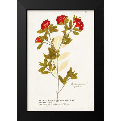 Nature Printed Botanicals VIII Black Modern Wood Framed Art Print by Unknown