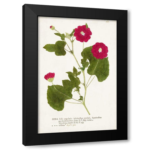 Nature Printed Botanicals IX Black Modern Wood Framed Art Print by Unknown