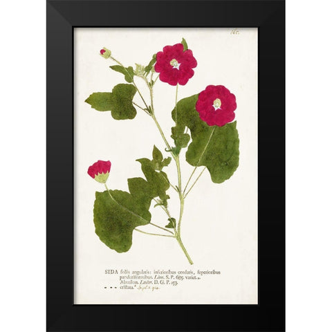 Nature Printed Botanicals IX Black Modern Wood Framed Art Print by Unknown