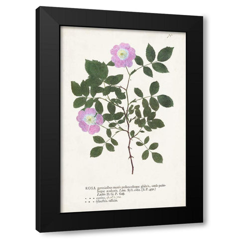 Nature Printed Botanicals X Black Modern Wood Framed Art Print with Double Matting by Unknown