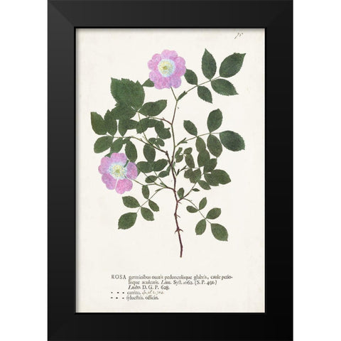 Nature Printed Botanicals X Black Modern Wood Framed Art Print by Unknown