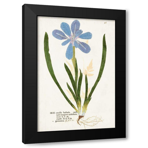 Nature Printed Botanicals XI Black Modern Wood Framed Art Print by Unknown