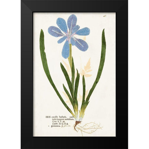 Nature Printed Botanicals XI Black Modern Wood Framed Art Print by Unknown