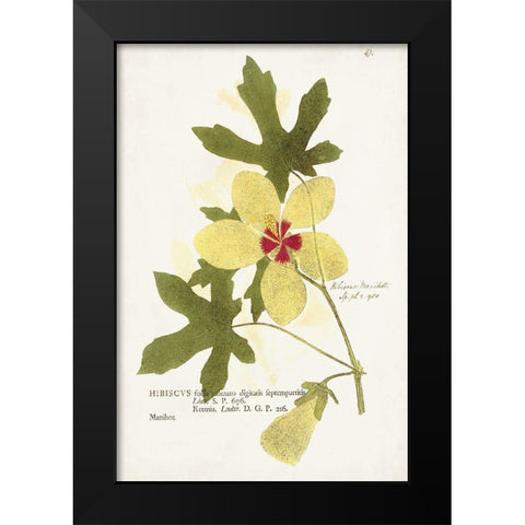 Nature Printed Botanicals XII Black Modern Wood Framed Art Print by Unknown
