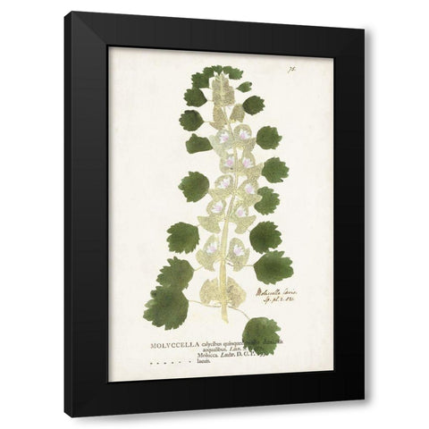 Nature Printed Ferns I Black Modern Wood Framed Art Print with Double Matting by Unknown