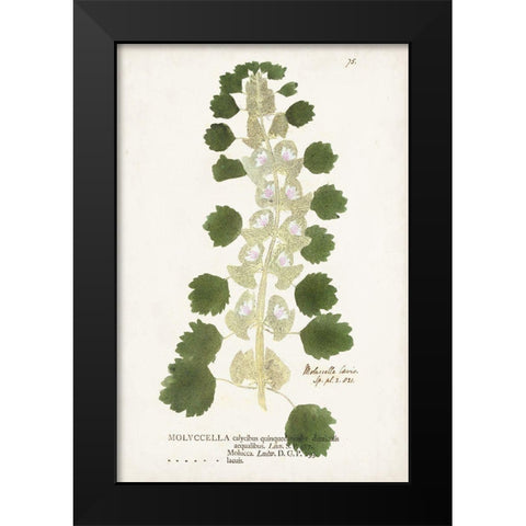 Nature Printed Ferns I Black Modern Wood Framed Art Print by Unknown