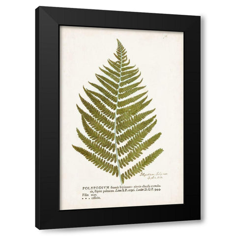 Nature Printed Ferns II Black Modern Wood Framed Art Print by Unknown