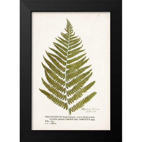 Nature Printed Ferns II Black Modern Wood Framed Art Print by Unknown