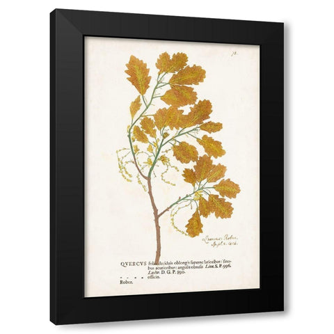Nature Printed Ferns III Black Modern Wood Framed Art Print by Unknown