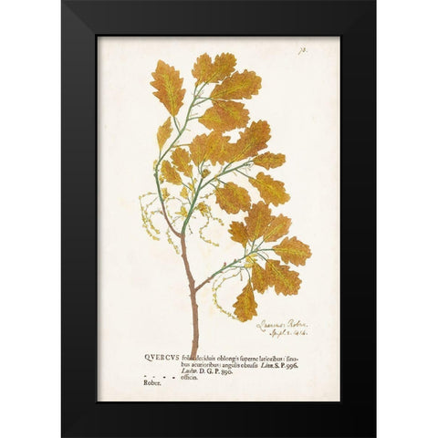 Nature Printed Ferns III Black Modern Wood Framed Art Print by Unknown