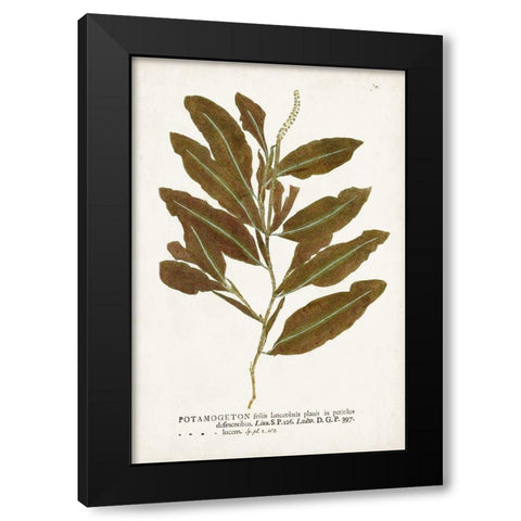 Nature Printed Ferns IV Black Modern Wood Framed Art Print with Double Matting by Unknown