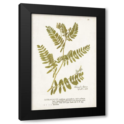 Nature Printed Ferns V Black Modern Wood Framed Art Print by Unknown