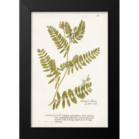 Nature Printed Ferns V Black Modern Wood Framed Art Print by Unknown