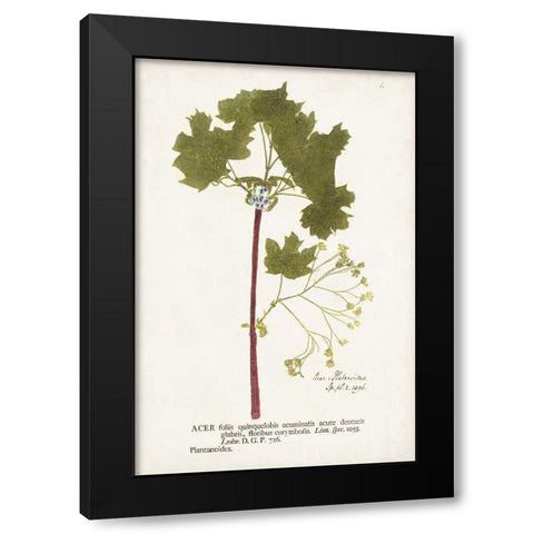 Nature Printed Ferns VI Black Modern Wood Framed Art Print by Unknown
