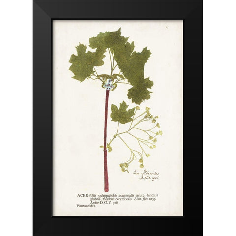 Nature Printed Ferns VI Black Modern Wood Framed Art Print by Unknown