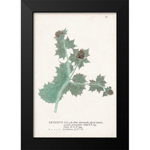 Nature Printed Ferns VII Black Modern Wood Framed Art Print by Unknown