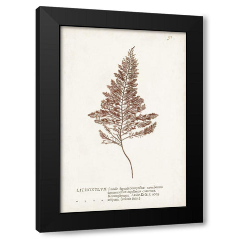 Nature Printed Ferns VIII Black Modern Wood Framed Art Print with Double Matting by Unknown