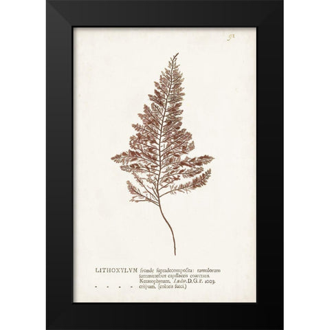 Nature Printed Ferns VIII Black Modern Wood Framed Art Print by Unknown