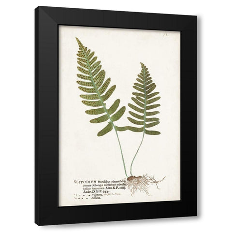 Nature Printed Ferns IX Black Modern Wood Framed Art Print with Double Matting by Unknown