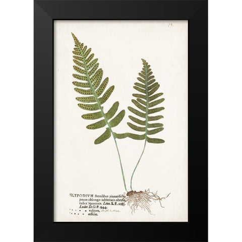 Nature Printed Ferns IX Black Modern Wood Framed Art Print by Unknown