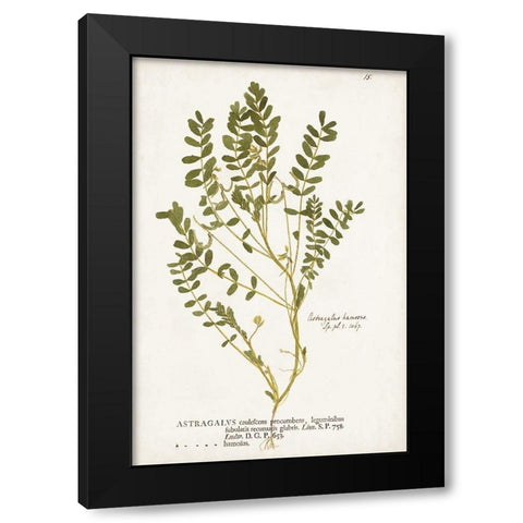 Nature Printed Ferns X Black Modern Wood Framed Art Print by Unknown