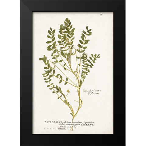 Nature Printed Ferns X Black Modern Wood Framed Art Print by Unknown